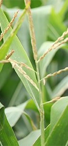 emballages agroalimentaire