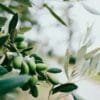 Conseils pour bien transporter l’huile d’olive