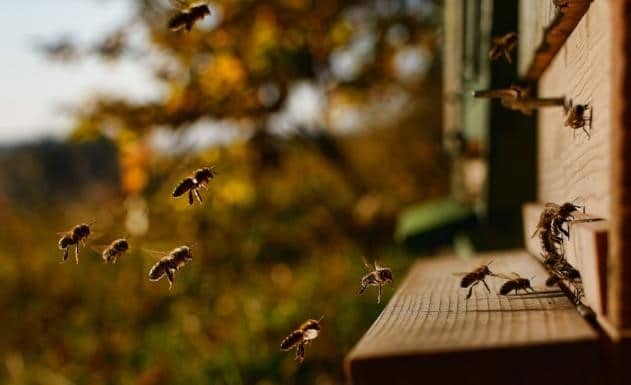 Fût acier sans bpa apiculture